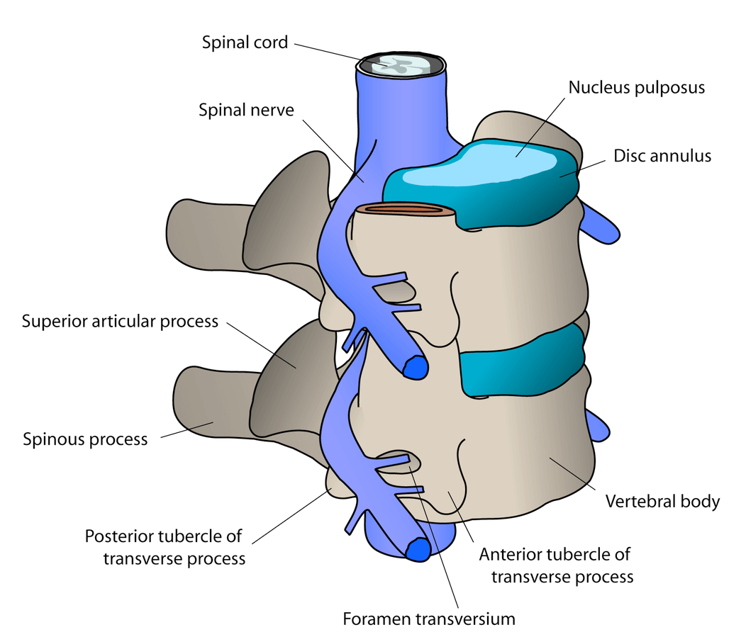 Image of spine area